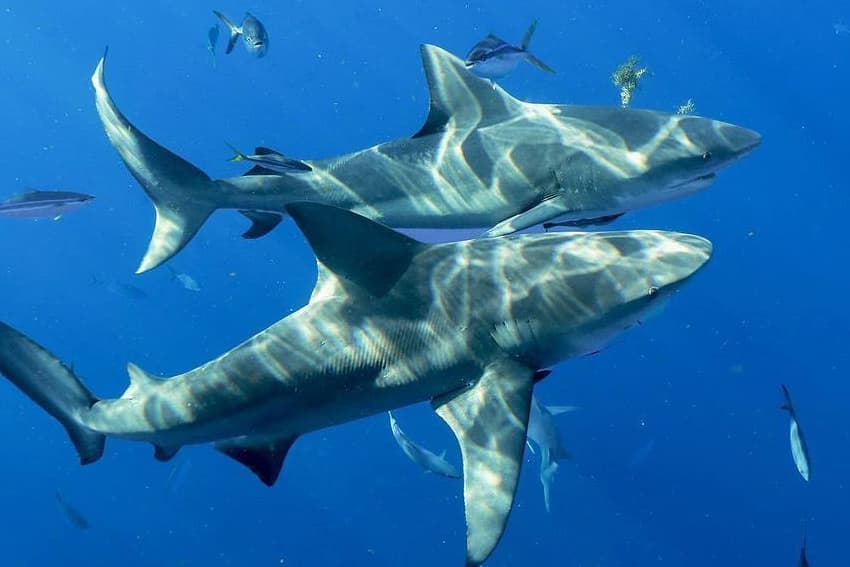 An image of two sharks in the water on a shark diving adventure. 