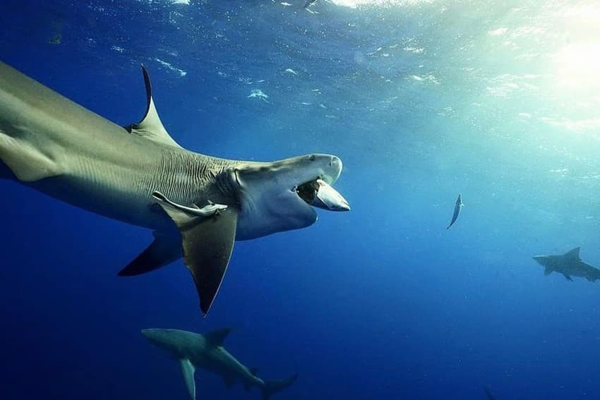 An image of a shark eating a  piece of bait on a shark diving trip. 