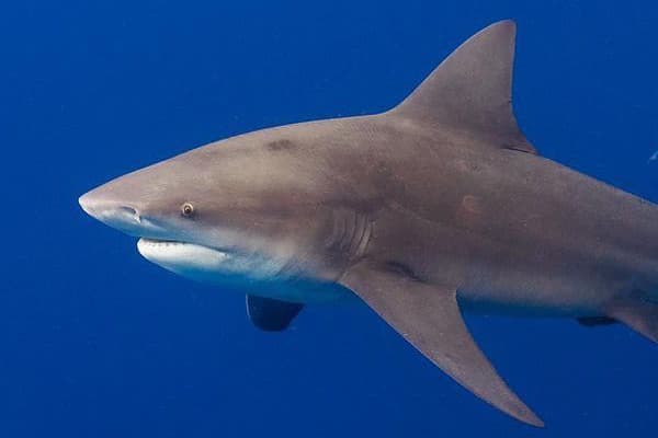 An image of a powerful shark in the water for a shark diving excursion. 