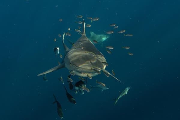 An image of the a lone shark with fish around it on a shark diving trip. 