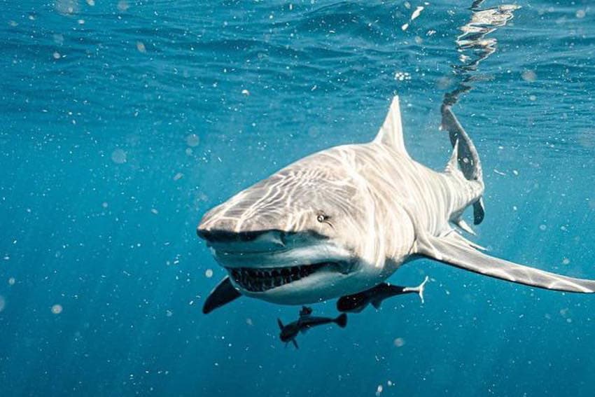 An image of a shark with a smile on its face on a bahamas shark diving adventure. 